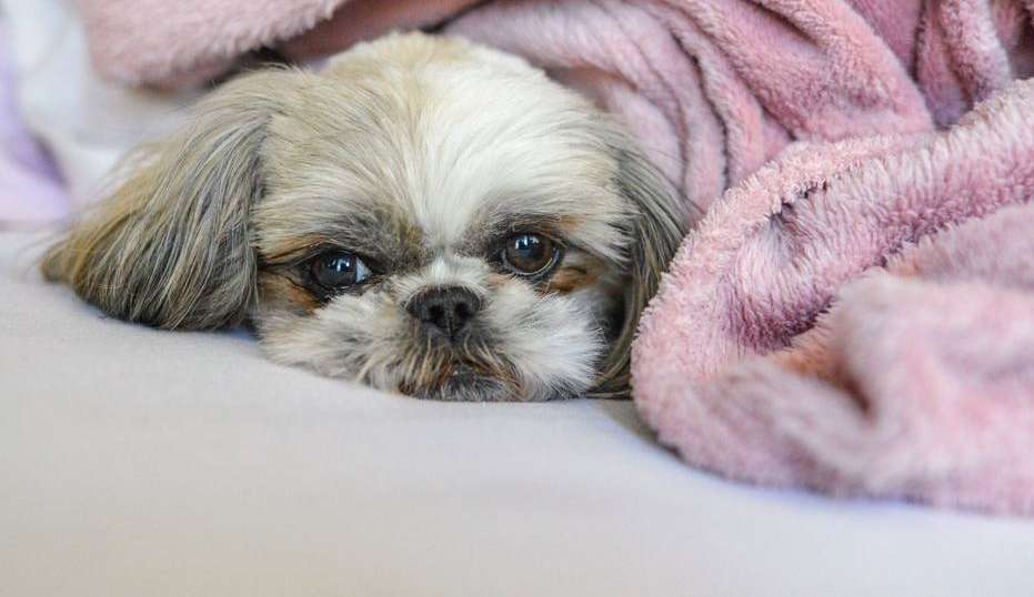 O seu cachorro sozinho em casa não é o mesmo do que com você