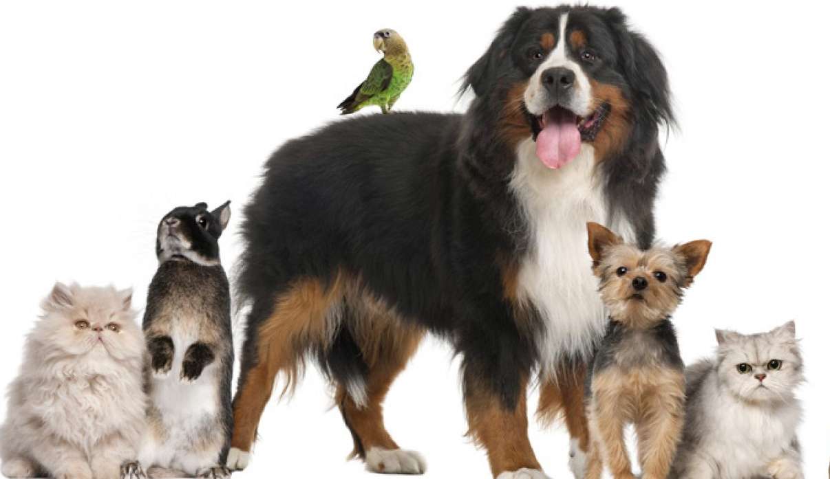 Saiba como facilitar a rotina de seu pet