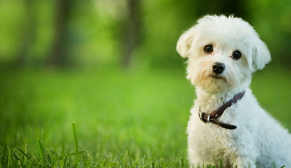 5 dicas para ganhar a confiança do seu animalzinho de estimação