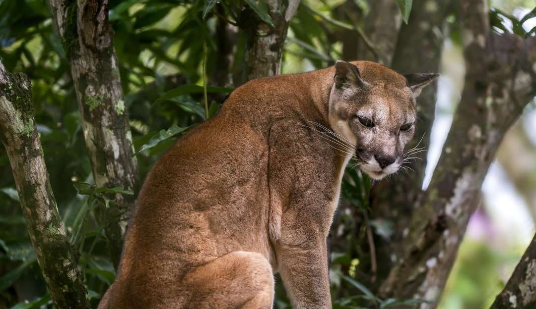 Onça-parda é flagrada em parque da Zona Oeste de São Paulo