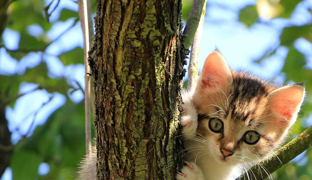 Dicas simples para evitar a fuga do seu gato