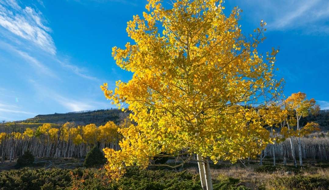 Pando um dos maiores organismos vivos do mundo está morrendo