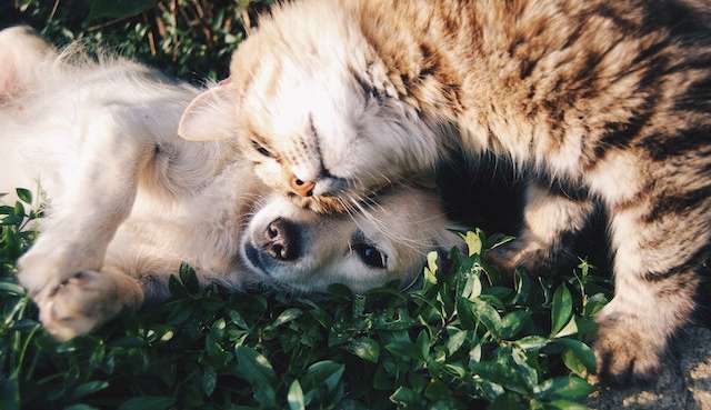 Ração de Pets causa emissão de carbono, diz estudo