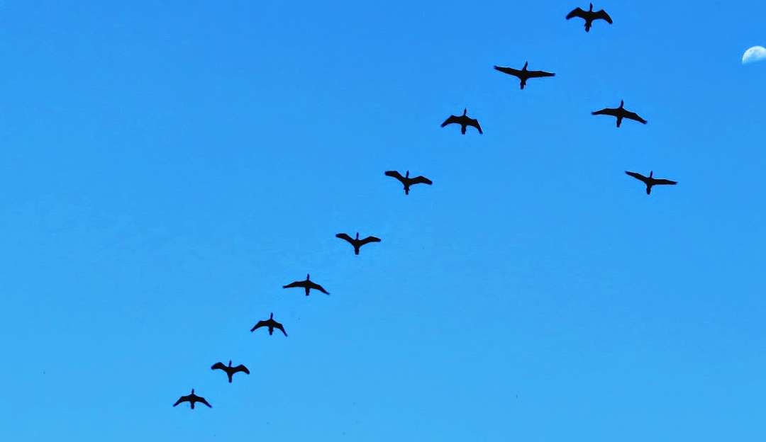Biguá e o ballet da migração
