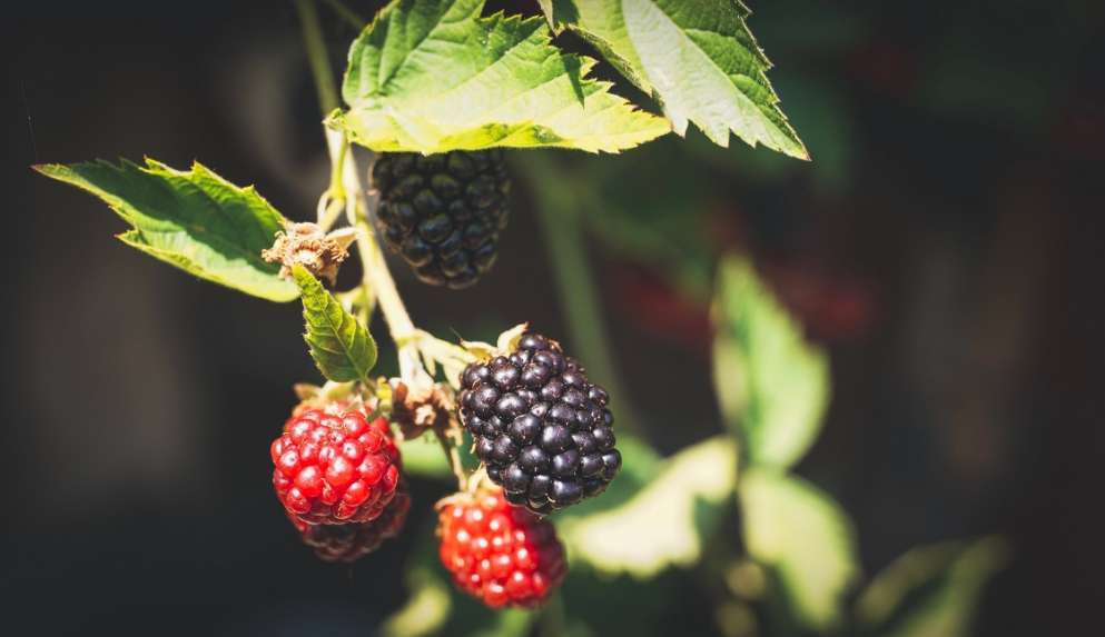 Amora: conheça seus benifícios