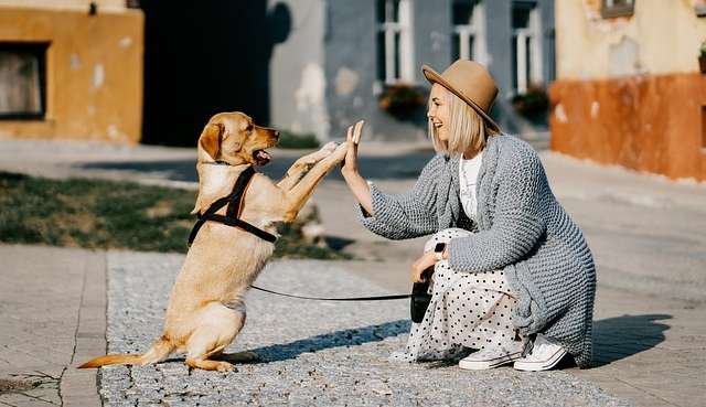 Dicas de como adestrar seu pet
