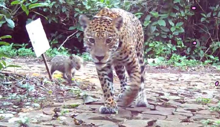 Onça-pintada é vista com filhote no Parque Nacional do Iguaçu