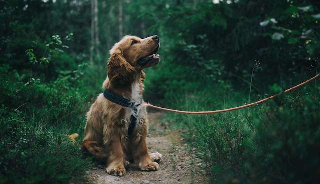 Como passear com seu cachorro sem stress