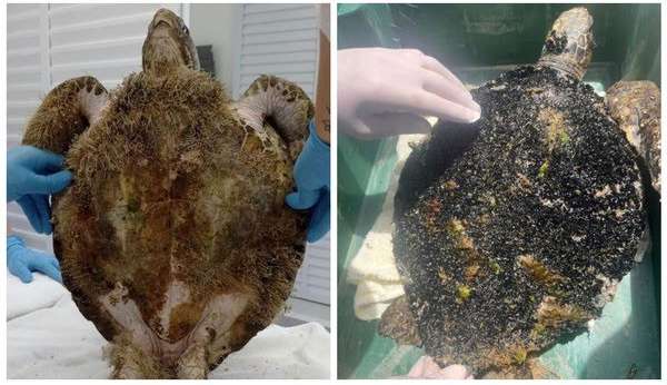 Com o casco tomado por algas, tartaruga-verde é resgatada em praia de Santa Catarina