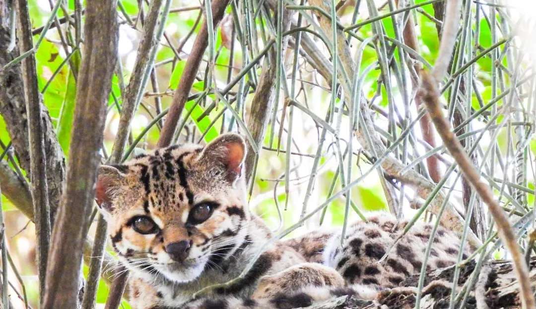 Felino em quase extinção: gato-maracajá é fotografado por pesquisadores