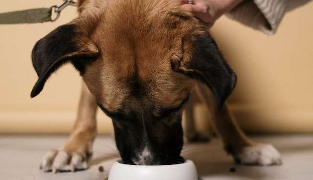Cuidados com a ração adequada para o Pet