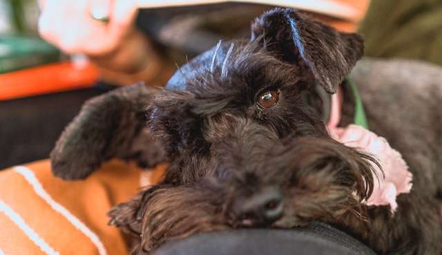 Como saber se o seu pet foi envenenado