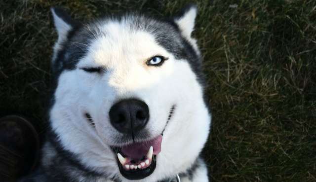 Entenda a importância de vacinar seu pet