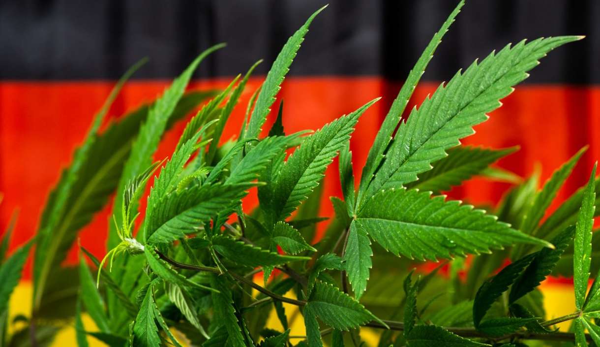 Alemanha planeja legalização do uso da cannabis para fins recreativos