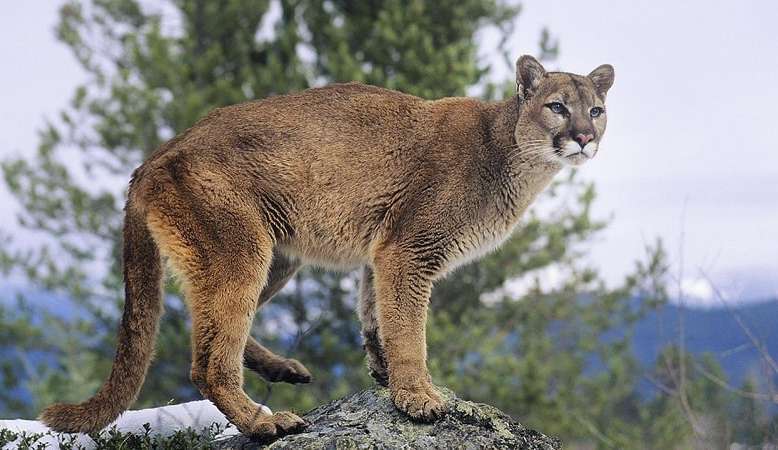 Leão da Montanha é avistado andando por Los Angeles