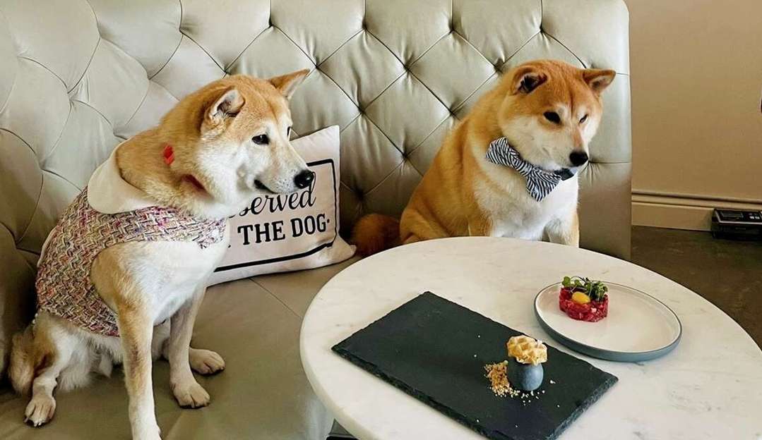 Restaurante cria cardápio gourmet para cães