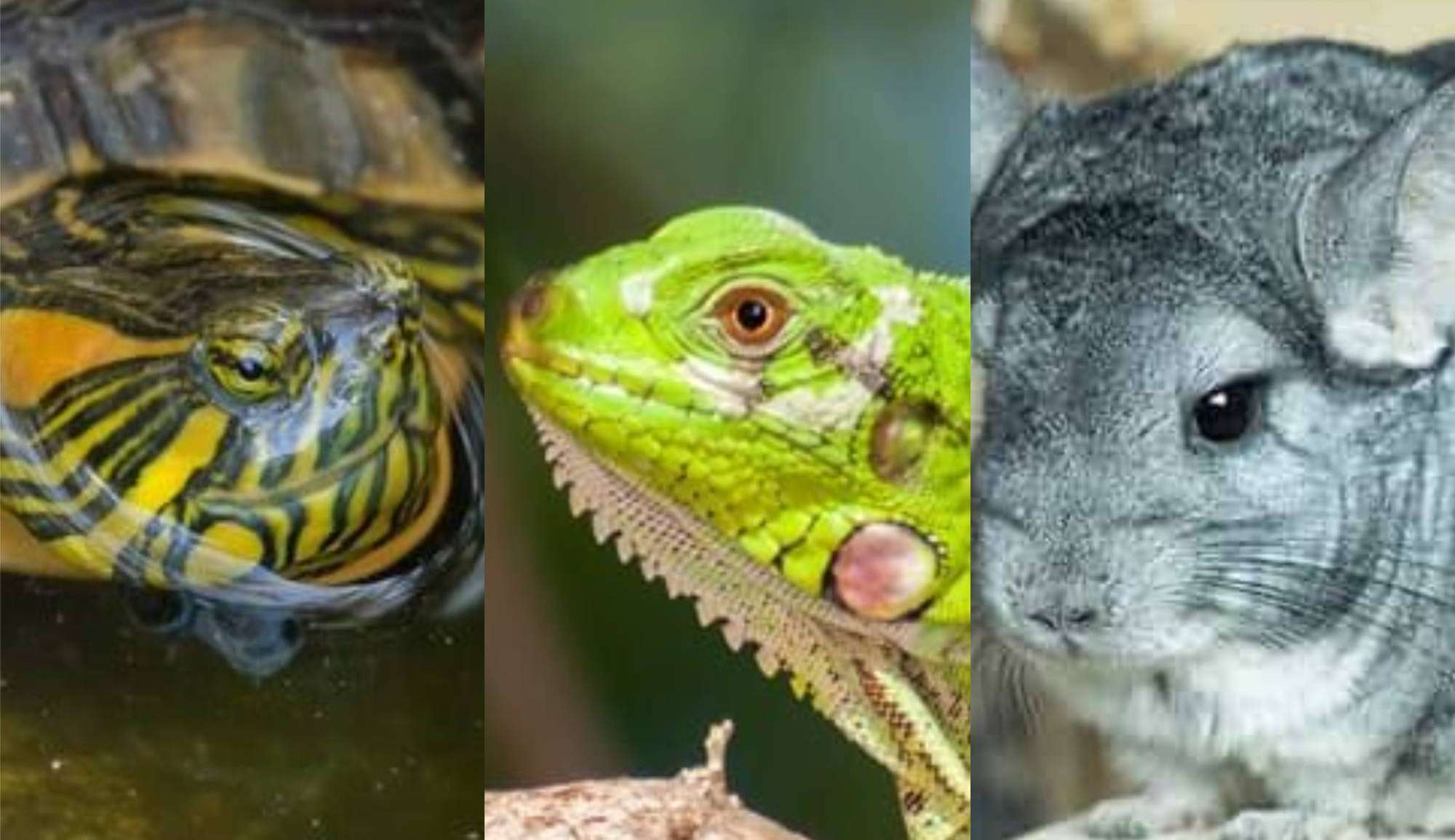 Descubra cinco pets exóticos para ter em casa