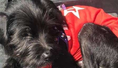 Conheça Resistência, a cadela de Lula e Janja, futura moradora do Palácio da Alvorada