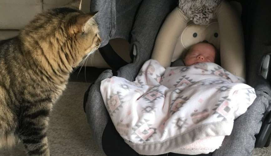 Animais de estimação ajudam o convívio social de crianças