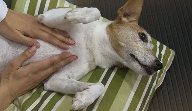 Técnicas de quiropraxia em animais, o que é?