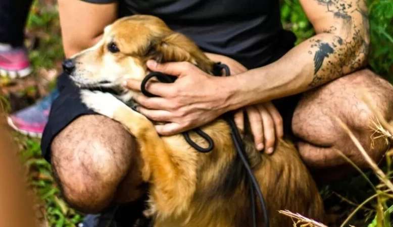 “Acumuladores de Pets” Animais sofrem traumas após viver em situações de vulnerabilidade