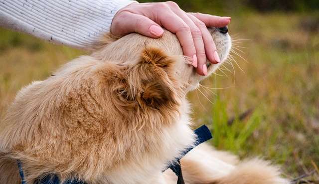 Demonstração de sentimentos do seu pet friendly, quais são?