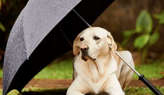 Cuidados que devemos ter com os pets em tempos de chuva