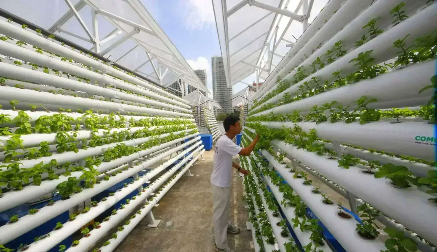 Conheça a startup que propõe separar alimentos da natureza