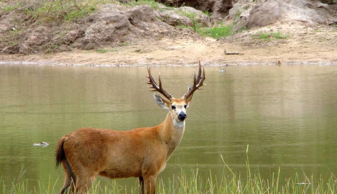 Estado de São Paulo terá o maior criadouro de cervos do mundo