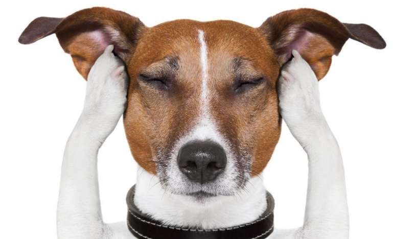 Como proteger os pets das comemorações da Copa do Mundo