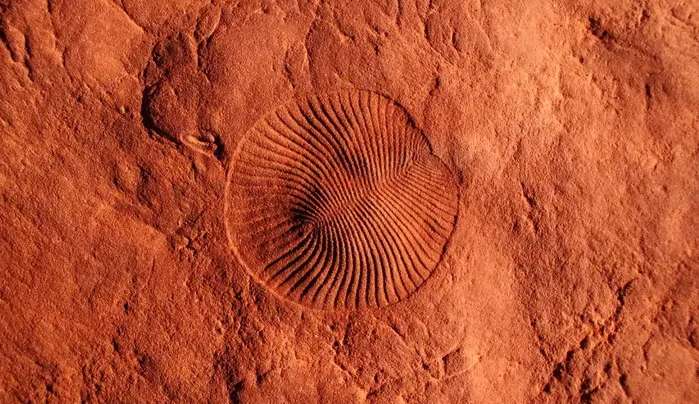 Cientistas podem ter encontrado o que causou a primeira extinção em massa da história