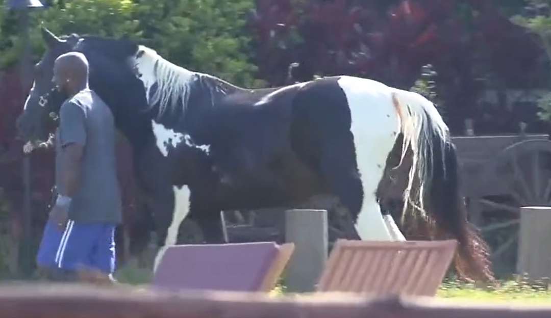 A Fazenda 14: André Marinho se diverte no trato dos cavalos