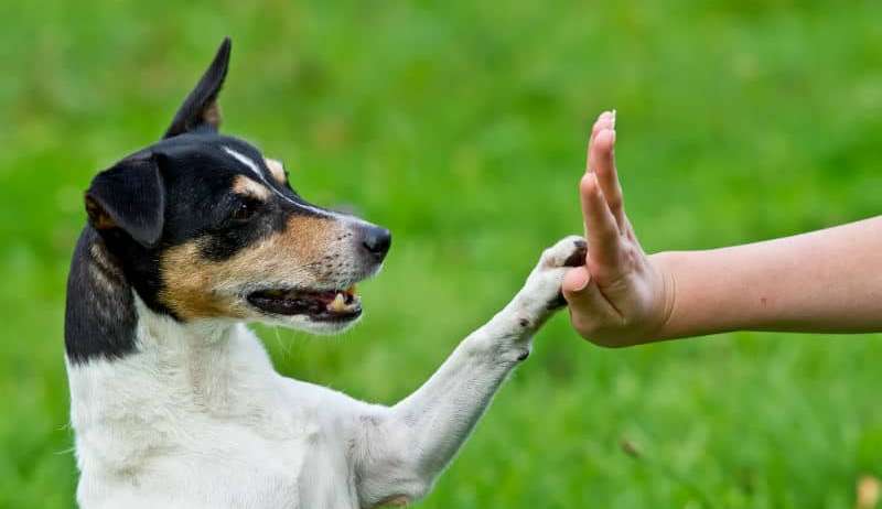 Conheça os benefícios do adestramento para o seu pet