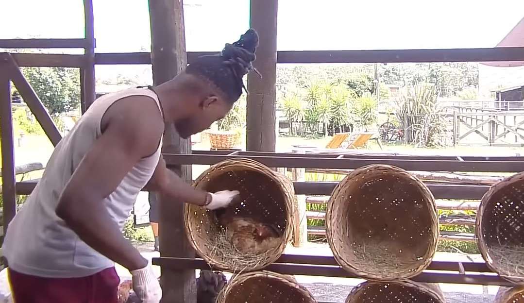 A Fazenda: Pelé supera medo de galinhas em semana de trato das aves