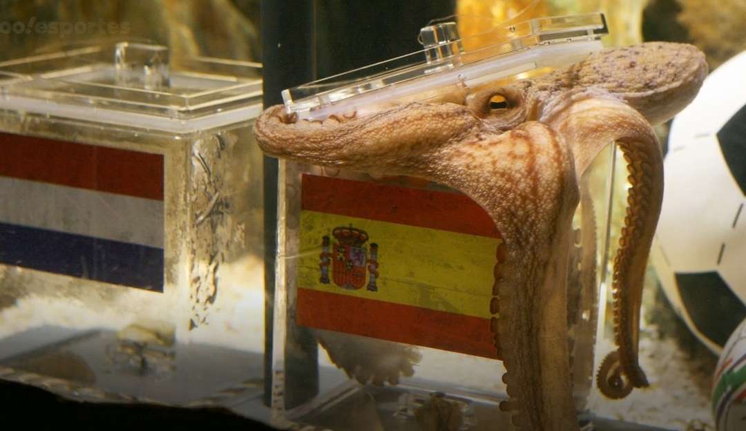 Conheça os animais videntes da Copa do Catar