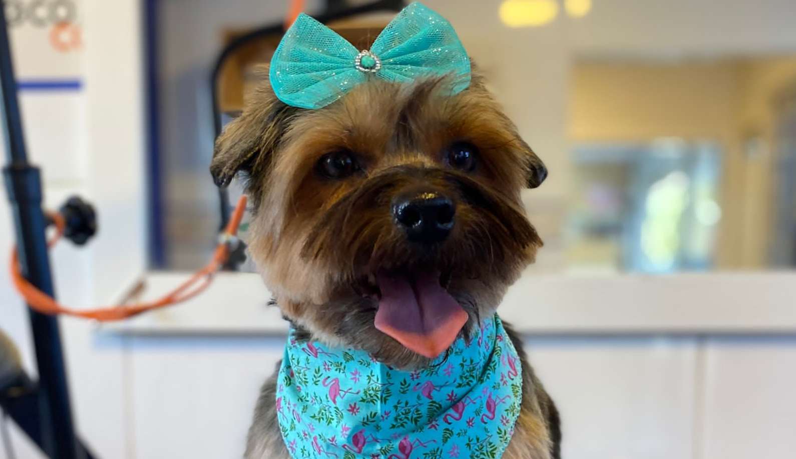 Saiba como fazer seu cachorro perder o medo de pet shop