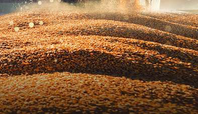 Saiba quais são as maiores empresas do agronegócio de 2022