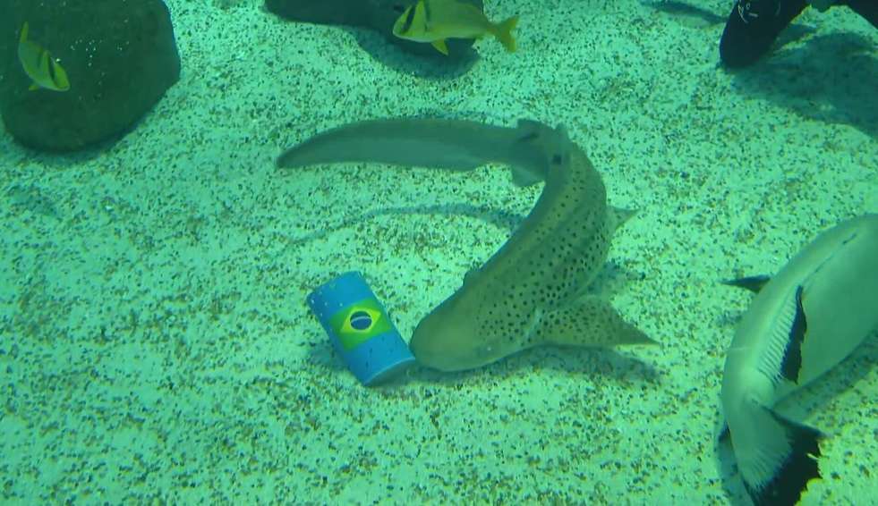 Tubarão Ritinha aposta na vitória do Brasil contra Camarões