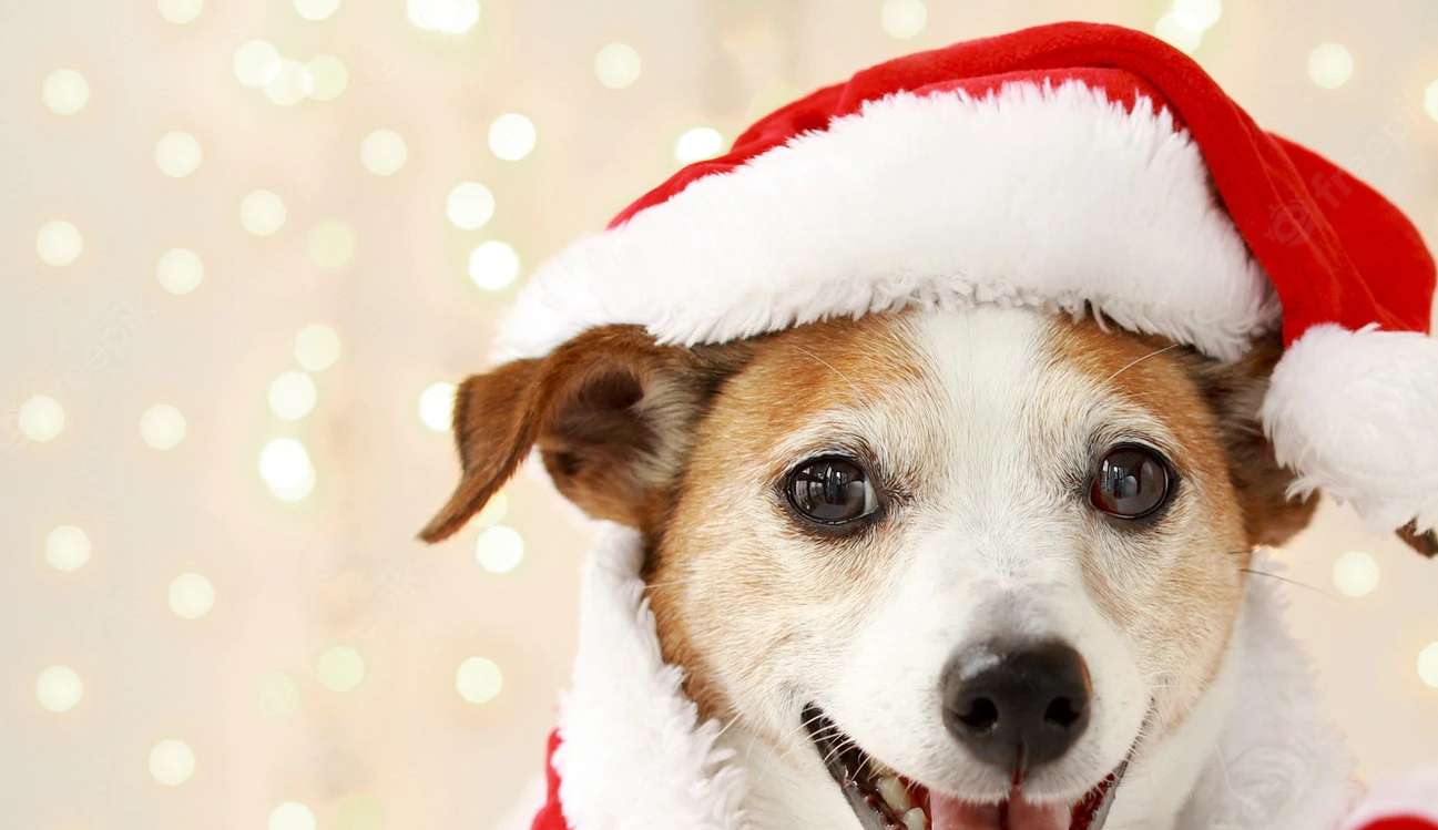 Fim de ano: entenda os alertas e cuidados com seus pets