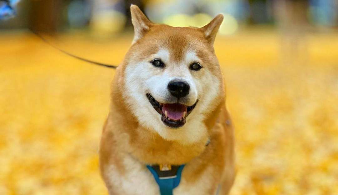 Especialistas sugerem recomendações menos dolorosas para dar remédios aos cachorros