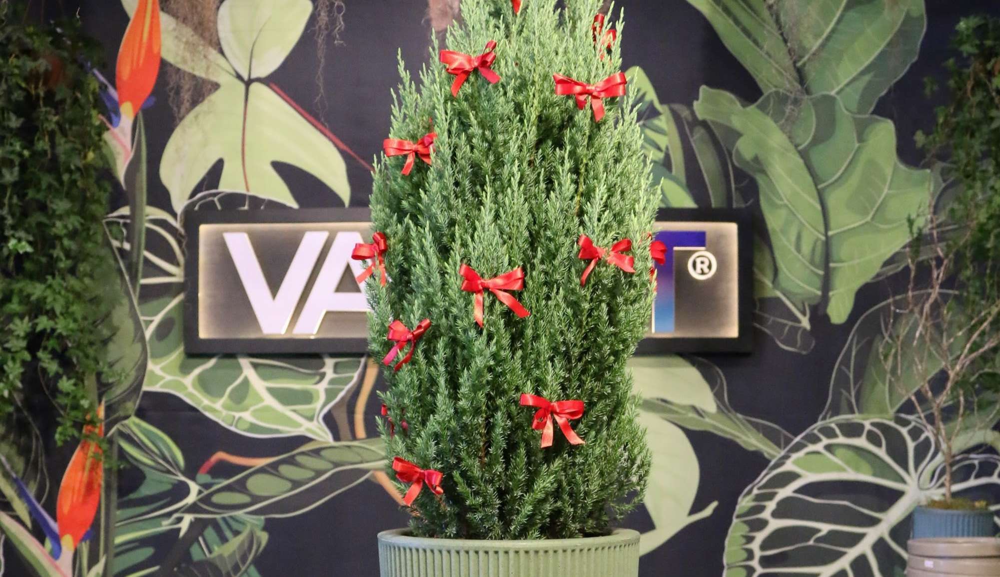 Veja como montar uma Árvore de Natal com um pinheiro natural