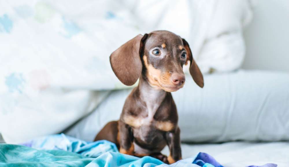 Estudo aponta que existem 10 tipos de cães com comportamentos diferentes, entenda!