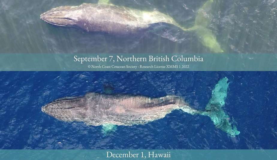 Baleia percorre 5 mil km com coluna quebrada, a possível última viagem em vida