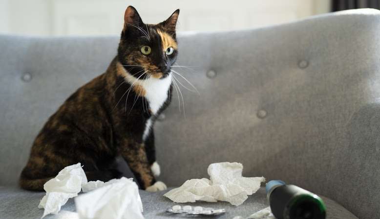 Gatos que urinam por toda casa devem ser observados