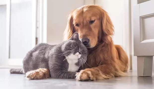 Cães e gatos com ansiedade: o que você precisa saber