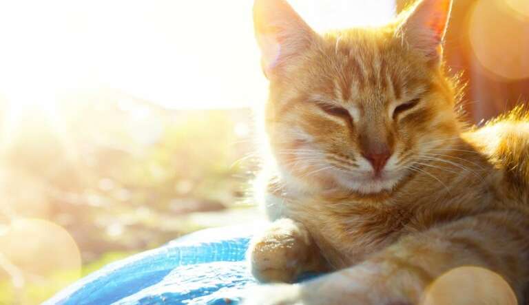 Veja como altas temperaturas podem afetar o comportamento dos felinos
