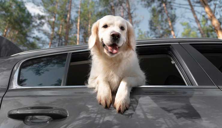 Viagens, fogos de artifício… veja cuidados indicados para seu pet