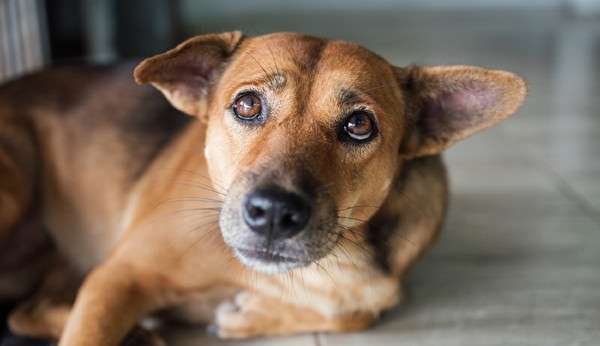 Amapá anuncia Secretaria Extraordinária do Bem Estar Animal