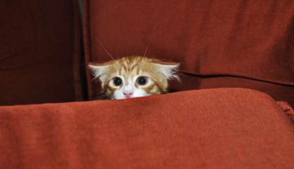 Como proteger a audição dos pets dos fogos de artifício neste fim de ano