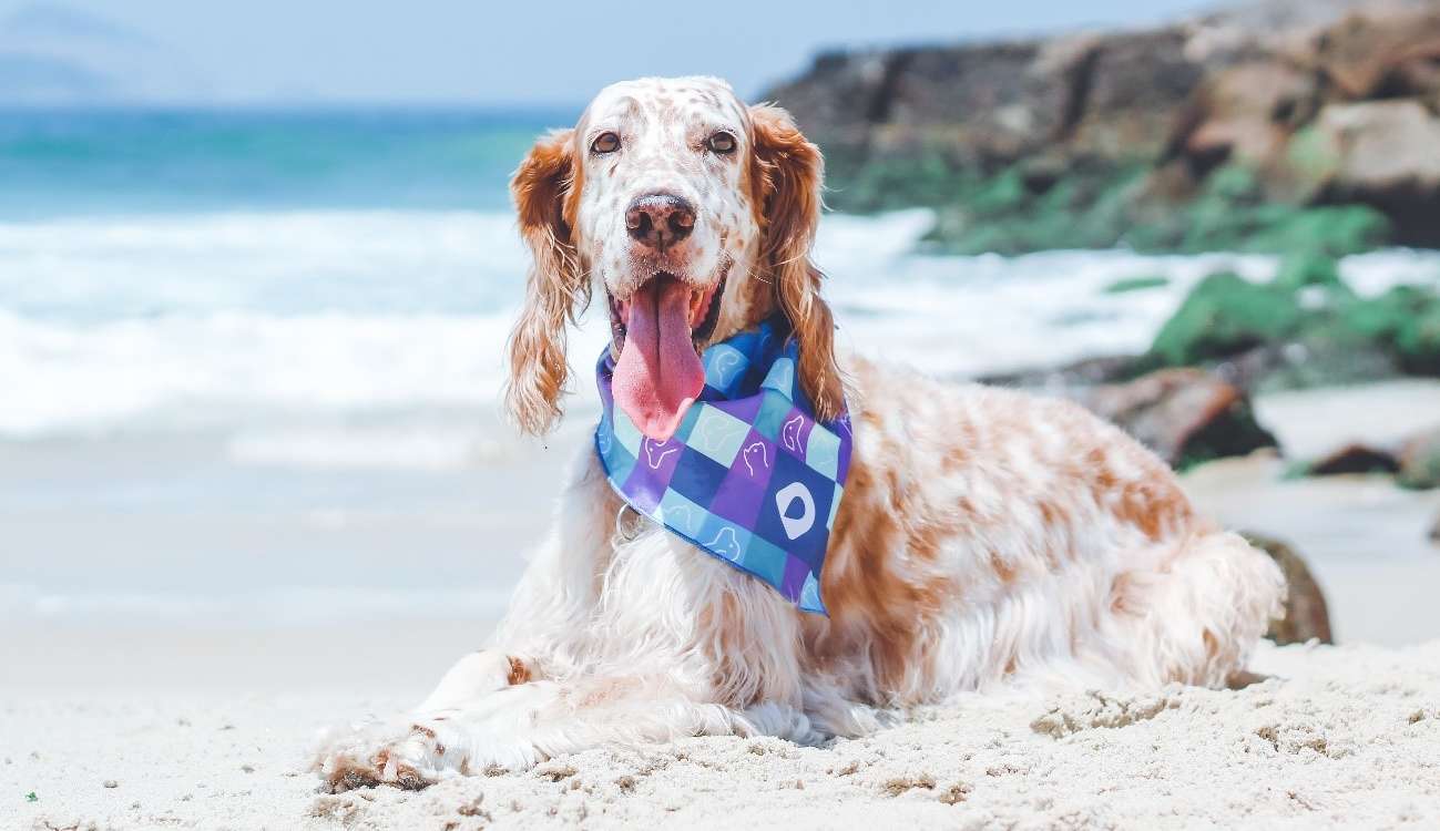 Verão com os pets: cuidados para garantir a saúde e a diversão